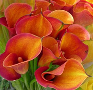 Калла Манго 12/14 1шт