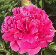 Пион молочноцветковый Утрений иней 1шт/Paeonia Hong Yan Fei Shuang