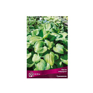 Хоста Гуакомоле 1шт I / Hosta Guacamol