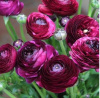 Лютик/ранункулюс азиатский Пурпл 10шт 6/7