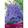 Флокс Блу Парадайз 1шт метельчатый /Phlox paniculata Blue Paradise