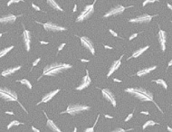 Клеенка MIRAGE прозрачная с печатью 1,37м*0,10мм*25м 1/1