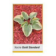 Хоста Голд Стандарт гибридная 1шт /Hosta Gold Standart