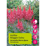 Астильба Мэгги Дели китайская 1шт 2/3 /Astilbe Maggie Daley