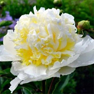 Пион молочноцветковый Золотой ореол 1шт /Paeonia Jin Dai Wei/