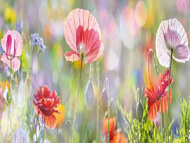 Гортензии/ЛЮКС 97*272 см (4 листа)/Новосибирск