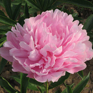 Пион молочноцветковый Розовые облака 1шт/Paeonia Qing Wen