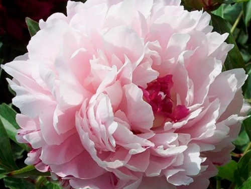 Пион молочноцветковый Весенний снег 1шт /Paeonia Fen Chi Jin Yu/