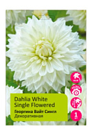 Георгина Вайт Сингл (Вайт Сайленс) 1шт /Dahlia White Silence