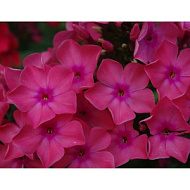 Флокс Виндзор 1шт метельчатый /Phlox paniculata Windzor
