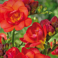 Фрезия Дабл Ред махровая 10шт 5/6 /Freesia Double Red