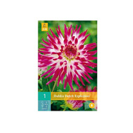 Георгина Датч Эксплоушн 1шт/Dahlia Dutch Explosion