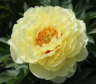 Пион Бартзелла ИТО-гибрид 1шт BR 3/5 /Paeonia Itoh Bartzella/