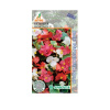 Бегония Амбасадор F1 смесь 15шт