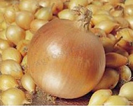 Лук-севок  Стурон (21/24) 0,5кг