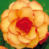 Бегония Пикоти Йеллоу/Ред  2шт /Begonia Picotee Yellow/Red