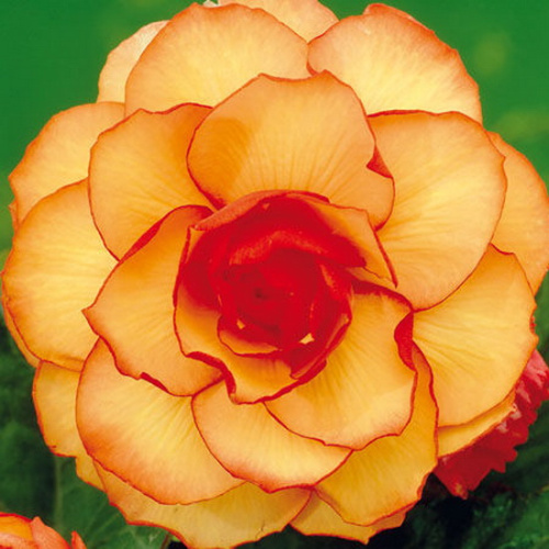 Бегония Пикоти Йеллоу/Ред  2шт /Begonia Picotee Yellow/Red