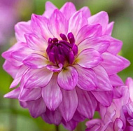 Георгина Лэйк Мичиган 1шт