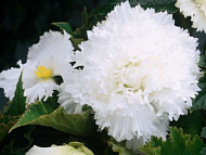 Бегония Фимбриата Вайт 4/5  2шт