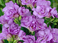 Фрезия Дабл Пурпл махровая 10шт 5/6 /Freesia Double Purple