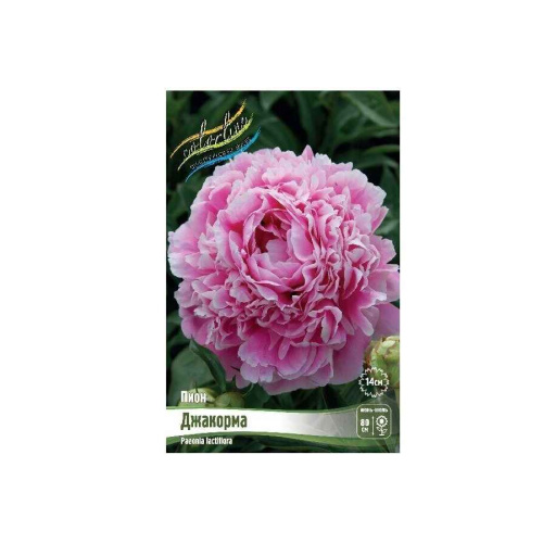 Пион Джакорма 1шт 2/3 /Paeonia Jacorma