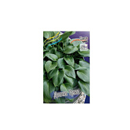 Хоста Девон Грин 1шт/Hosta Devon Green