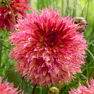 Георгина Миртл'с Фолли 1шт/Dahlia Myrtle's Folly
