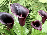 Калла Кантор рехмани 12/14 1шт / Zantedeschia Cantor