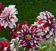 Георгина Тартан 1шт