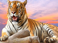 Фотообои Flizelini Тигр на закате 2,7*2,7м