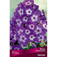 Флокс Адинда 1шт метельчатый /Phlox Paniculata Adinda