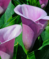 Калла Капитан Виолетта(Каптейн Виолетта) 12/14 1шт/Zantedeschia Captain Violetta