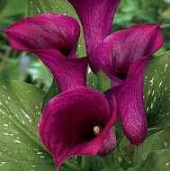 Калла Пурпл Бит(Перпл Бит) 12/14 1шт