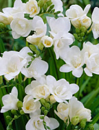 Фрезия Дабл Вайт махровая 10шт