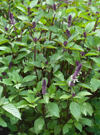 Базилик Адриатика 1гр/5