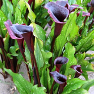 Калла Блэк Стар рехмани 1шт / Zantedeschia Black Star