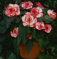 Бегония Пикоти Вайт/Ред 4/5  2шт /Begonia Picotee White/ Red