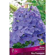 Флокс Блу Парадайз 1шт метельчатый /Phlox paniculata Blue Paradise