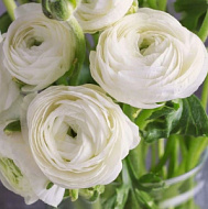 Ранункулюс азиатский Вайт 10шт