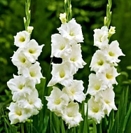 Гладиолус Вайт Френдшип 5шт