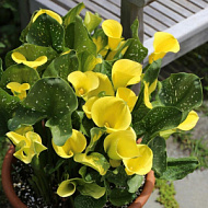 Калла Голд Краун 12/14 1шт  /Zantedeschia Gold Crown