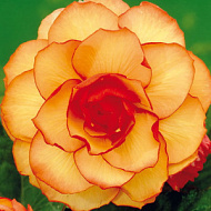 Бегония Пикоти Йеллоу/Ред  2шт /Begonia Picotee Yellow/Red