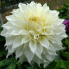 Георгина Вайт Перфекшн 1шт/Dahlia White Perfection