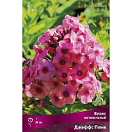 Флокс Джефс Пинк 1шт метельчатый /Phlox paniculata Jeff's Pink