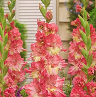 Гладиолус Манго Мьюз (Манго Мус) 12/14 5шт