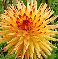 Георгина Спассмахер 1шт