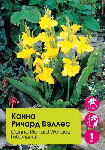 Канна Ричард Вэллес гибридная 1шт
