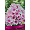 Флокс Бриллиант Айз 1шт метельчатый /Phlox paniculata Brilliant Eyes