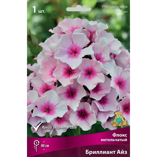 Флокс Бриллиант Айз 1шт метельчатый /Phlox paniculata Brilliant Eyes