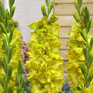 Гладиолус Блитц 12/14 5шт